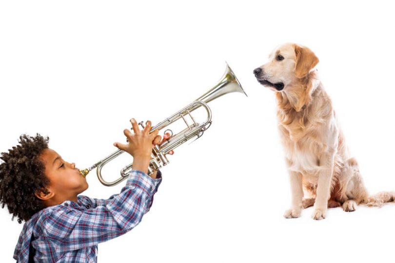 Does playing the trumpet hurt dogs ears