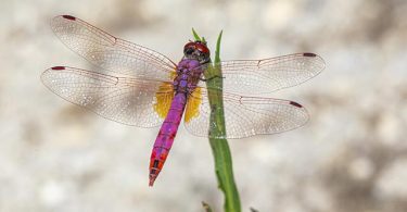 Songs about dragonflies