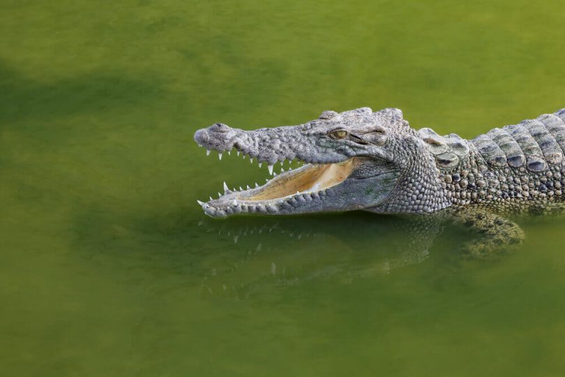 Songs About Alligators