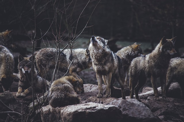 Songs About Wolves